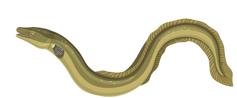 Eel